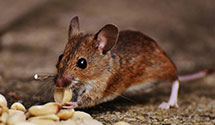 24 Hour & Emergency Exterminators in Melville, MT